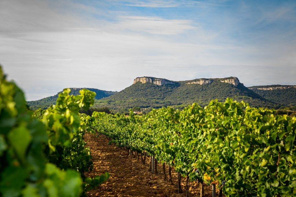Notre Maison chusclan Vignes