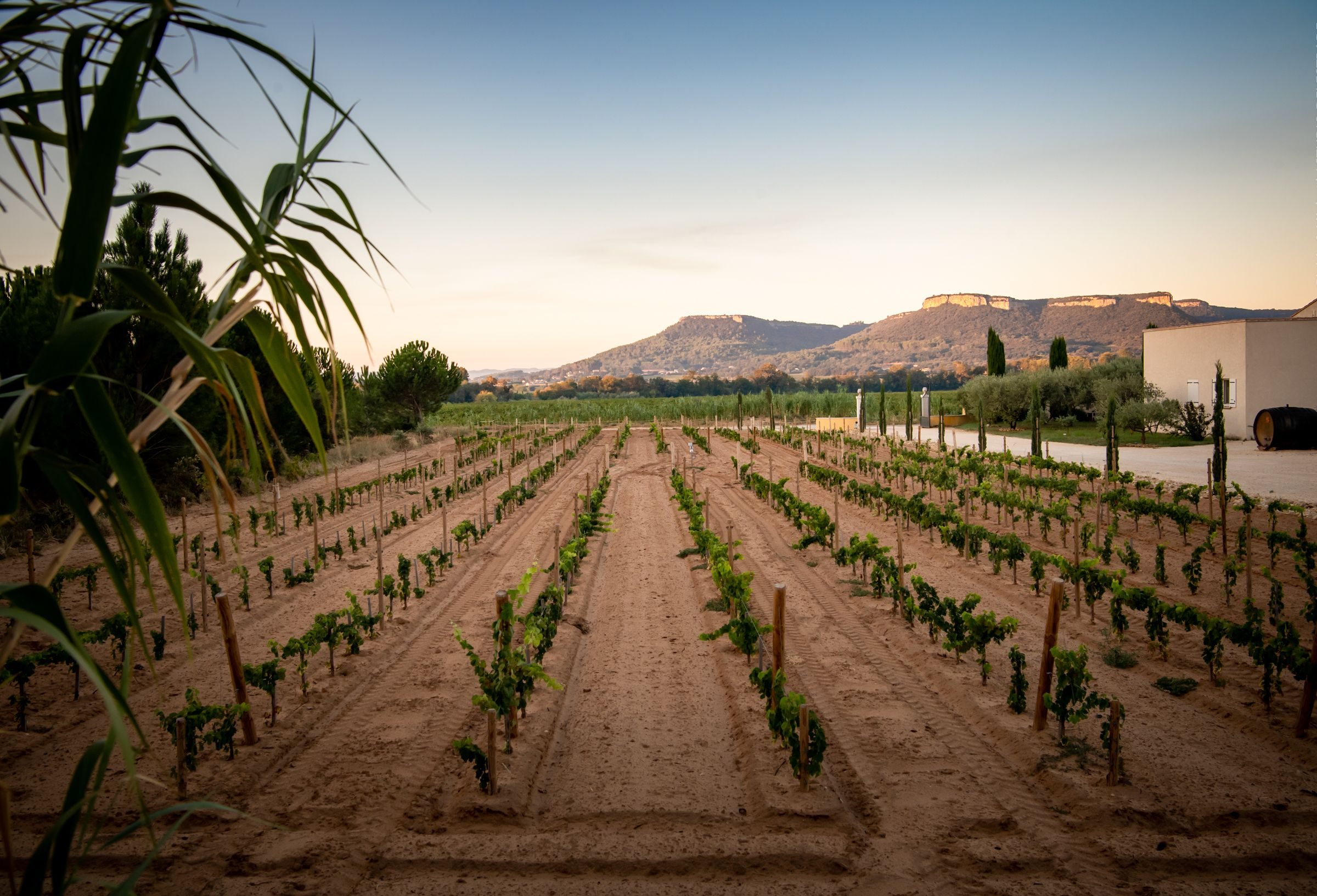 Vigne pédagogique